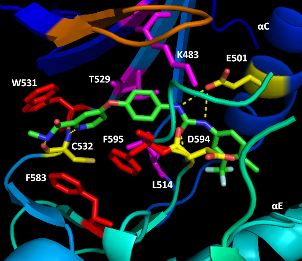 Struttura del gene BRAF (Wiki)