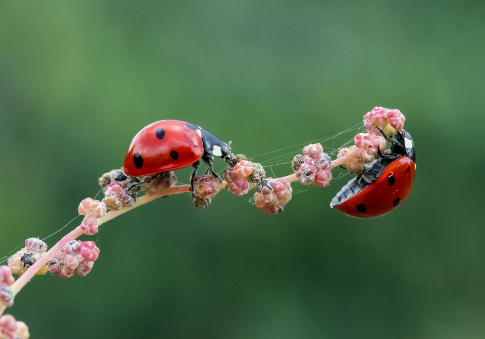 Un esercito di coccinelle a salvaguardia dell'ambiente