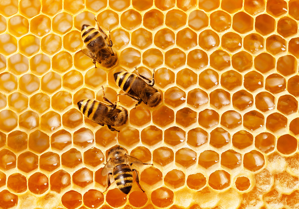 World Bee Day 2021, 20 mila specie di api in pericolo