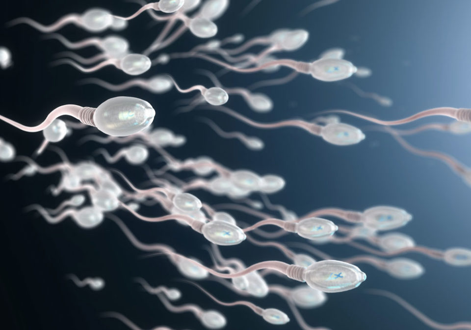La corsa degli spermatozoi simulata al computer