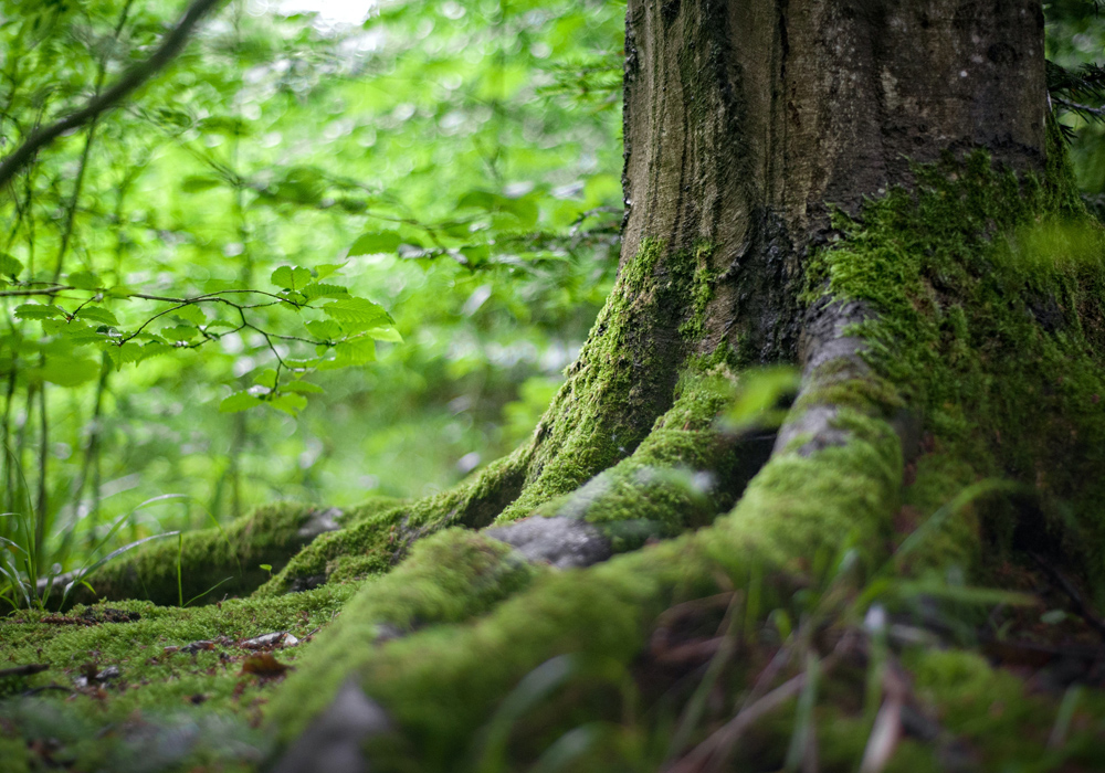 Più vita per gli alberi (e per il Pianeta)