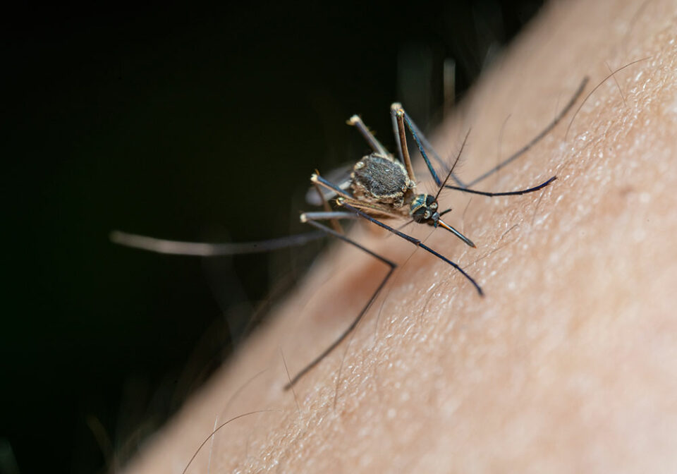 Dengue, due casi confermati nel Lazio e in Lombardia