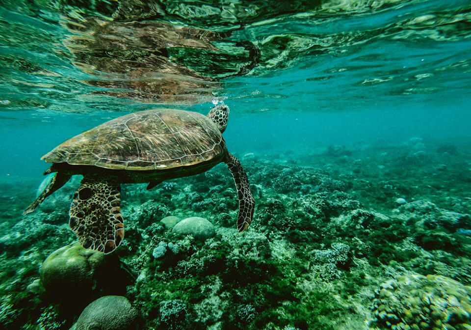 Salute dell'uomo e della Terra, l'UE investe 116 milioni di euro a favore di oceani e acque